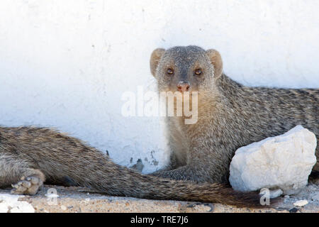 Banded mongoose, zebra Mongoose (Mungos mungo), zwei mungos im Schatten ausruhen, Namibia, Etosha National Park Stockfoto