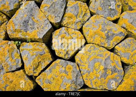 Flechten bedeckt Basalt, Niederlande Stockfoto