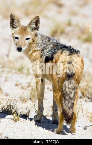 Black-backed Jackal (Canis mesomelas), in der Wüste, Namibia, Etosha National Park Stockfoto