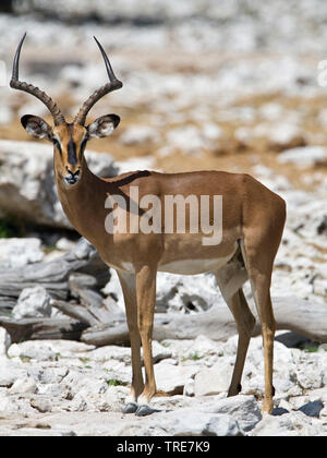 Schwarz-Impala (Aepyceros melampus petersi, Aepyceros petersi), männlich stehend in der felsigen Landschaft, Namibia, Etosha National Park Stockfoto