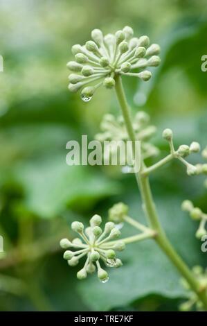 Efeu, gemeinsame Efeu (Hedera helix), blütenstände in der Knospe, Deutschland Stockfoto