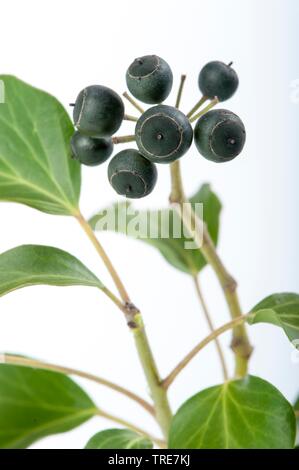 Efeu, gemeinsame Efeu (Hedera helix), Zweig mit fruist, Ausschnitt, Deutschland Stockfoto
