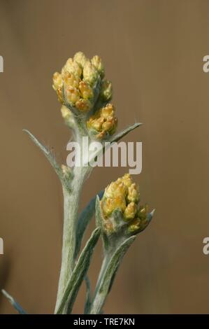 Gelbe Everlasting Daisy, ewige Blume, Zwerg Everlasting (Helichrysum Arenarium), blühen, Deutschland Stockfoto