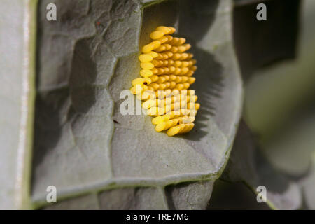 Große weiße (Pieris brassicae), Eier auf einem Kohlrabi Blätter, Deutschland Stockfoto