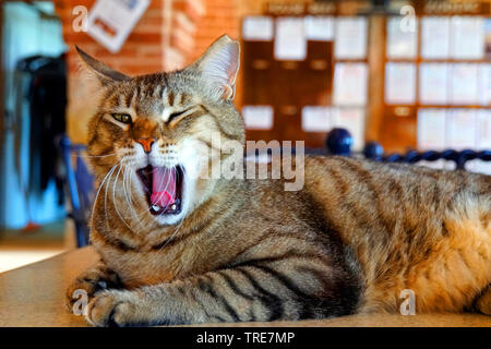 Hauskatze, Hauskatze (Felis silvestris f. catus), die Katze auf dem Tisch gähnen, Ägypten Stockfoto