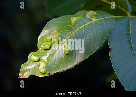 Walnut leaf gall Milbe, Persische walnuss Blatt blister Milbe (Aceria tristriatus, Eriophyes erineus), Galle auf einem Nussbaum Blatt, Deutschland, Nordrhein-Westfalen Stockfoto