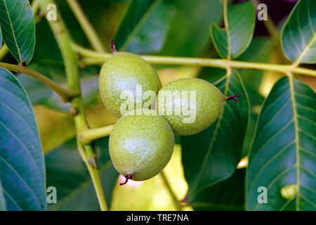 Walnuss (Juglans regia), Früchte auf einem Zweig, Deutschland, Nordrhein-Westfalen Stockfoto