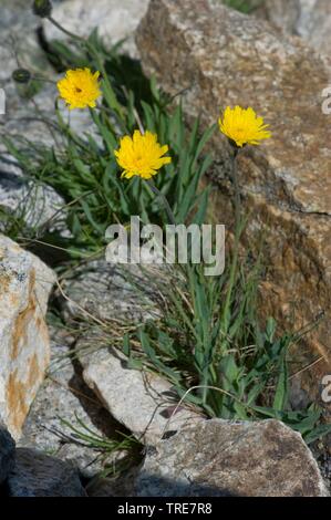 Habichtskraut (Hieracium piliferum ssp. glanduliferum), blühende, Deutschland Stockfoto