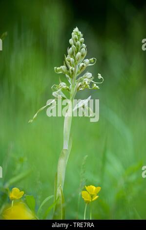 Lizard orchid (Himantoglossum hircinum), blühende, Deutschland Stockfoto