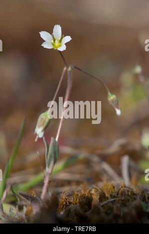 gezackte Vogelmiere (Holosteum Umbellatum), blühen, Deutschland Stockfoto