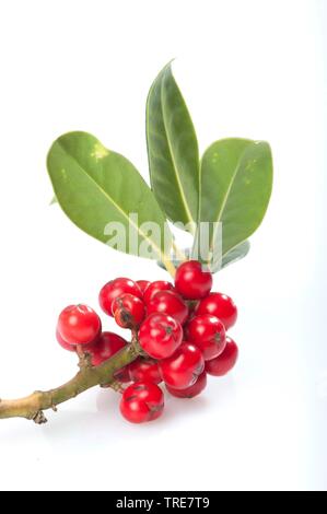 Gemeinsame Holly, Englisch Stechpalme (Ilex Aquifolium), Zweig mit Früchten, Ausschnitt, Deutschland Stockfoto