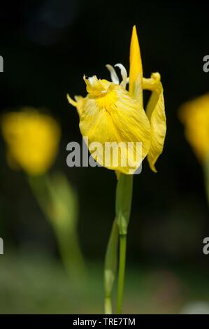 gelbe Iris, gelbe Flagge (Iris Pseudacorus), Blume, Deutschland Stockfoto