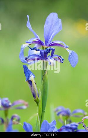Blaue Iris, Seashore Iris (Iris spuria), Blumen Stockfoto