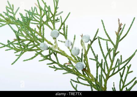 Chinesischer Wacholder (Juniperus chinensis), Zweigniederlassung, mit Kegel Stockfoto