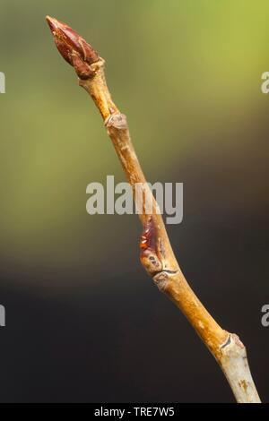 Schwarze Pappel, balm in Gilead, schwarze Pappel (Populus nigra), Zweig mit Knospen, Deutschland Stockfoto