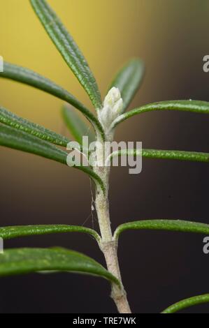 Rosmarin (Rosmarinus officinalis), Zweig mit Blättern Stockfoto