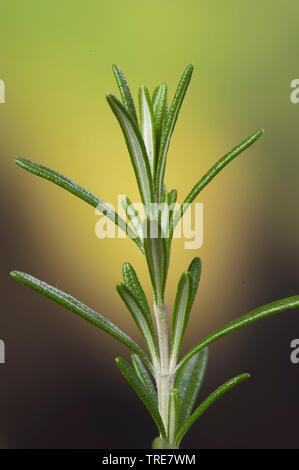 Rosmarin (Rosmarinus officinalis), Zweig mit Blättern Stockfoto