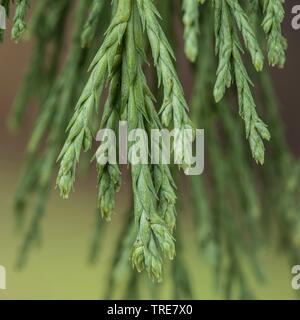 Giant Sequoia, giant Redwood (sequoiadendron giganteum), Zweig Stockfoto