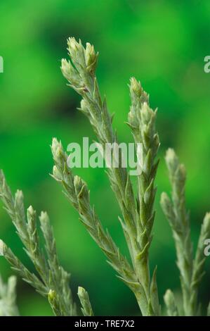 Giant Sequoia, giant Redwood (sequoiadendron giganteum), Zweig Stockfoto