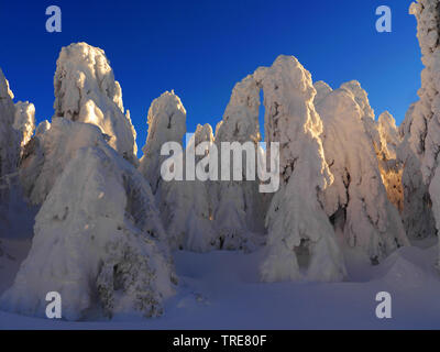 Schneebedeckte Bäume im Abendlicht, Deutschland, Sachsen, Erzgebirge Stockfoto