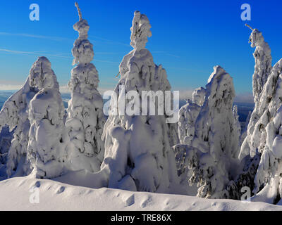 Schneebedeckte Bäume im Erzgebirge, Deutschland, Sachsen, Erzgebirge, Fichtelberg Stockfoto