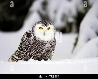 Snowy Owl (Strix scandiaca Nyctea scandiaca,, Bubo scandiacus), sitzt im Schnee, Tschechische Republik Stockfoto