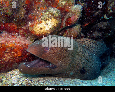 Riesenmuräne (Gymnothorax javanicus), Porträt, Ägypten, El Quseir Stockfoto