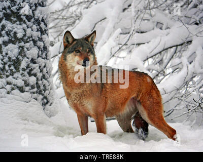 Europäische grauer Wolf (Canis lupus Lupus), im verschneiten Winterwald, Deutschland, Sachsen Stockfoto