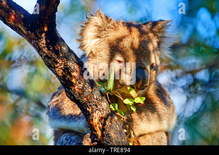 Koala, koala Bär (Phascolarctos cinereus), hoch auf einem Baum, Australien Stockfoto