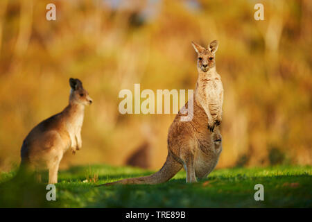 Eastern Grey Kangaroo (Macropus giganteus), zwei Frauen, eine davon mit Pup in ihrer Tasche, Australien Stockfoto