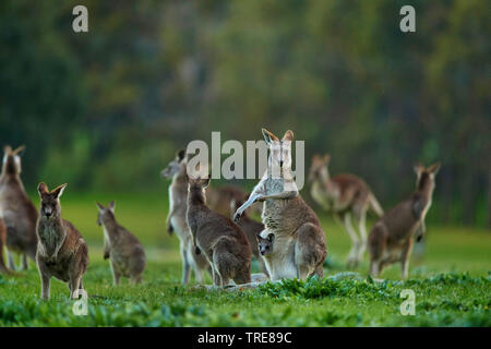 Eastern Grey Kangaroo (Macropus giganteus), in der Gruppe mit Welpe in der Tasche auf einer Wiese, Australien Stockfoto