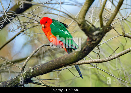 Australische König Parrot (Alisterus scapularis), männlich, Australien, Victoria Stockfoto