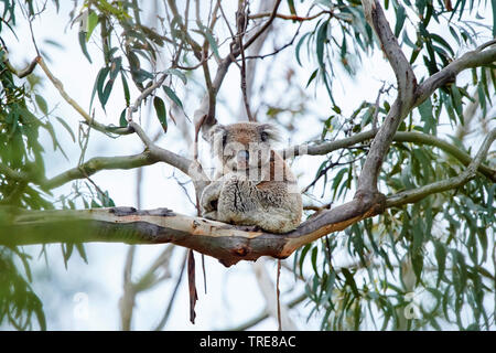 Koala, koala Bär (Phascolarctos cinereus), sitzt auf einem Gum Tree, Australien, Victoria, Great Otway National Park Stockfoto