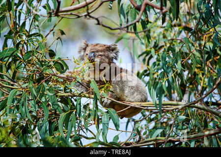 Koala, koala Bär (Phascolarctos cinereus), Fütterung auf Gummi Baum Blätter, Australien, Victoria Stockfoto