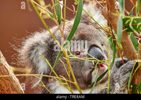 Koala, koala Bär (Phascolarctos cinereus), Portrait, Fütterung, Australien Stockfoto