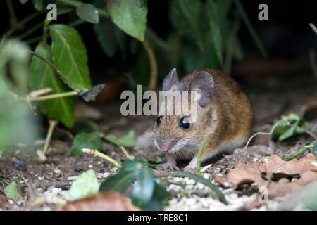 Holz Maus, Long-tailed FELDMAUS (APODEMUS SYLVATICUS), Nahrungssuche in Garten, Niederlande Stockfoto