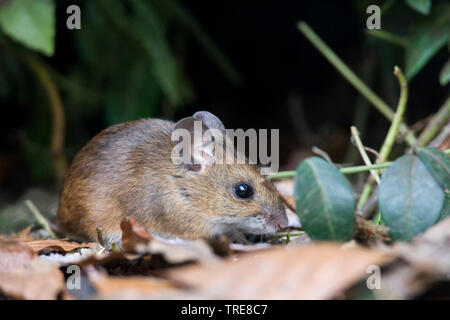 Holz Maus, Long-tailed FELDMAUS (APODEMUS SYLVATICUS), Nahrungssuche in Garten, Niederlande Stockfoto