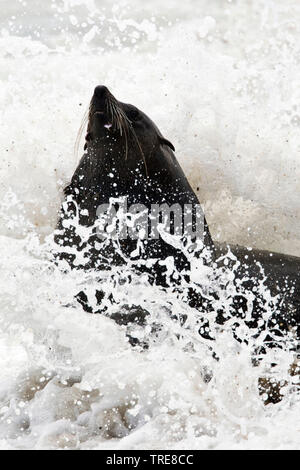 South African fur Seal, Kap Fell Dichtung (Arctocephalus pusillus pusillus, arctocephalus Pusillus), männlich im Brechen der Wellen, Brustbild, Namibia Stockfoto