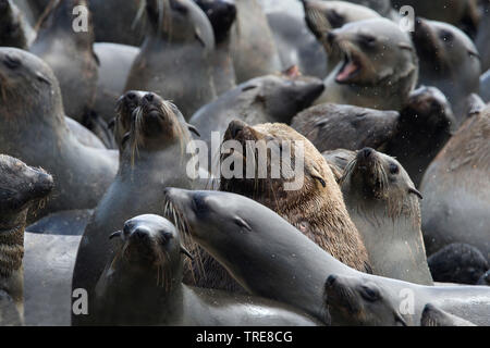 South African fur Seal, Kap Fell Dichtung (Arctocephalus pusillus pusillus, arctocephalus Pusillus), Kolonie von Seehunden bei Cape Cross, Namibia Stockfoto