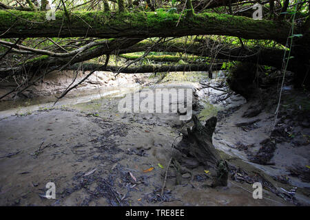 Süßwasser Tidebereich Oude Maas, Niederlande Stockfoto