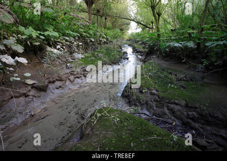 Süßwasser Tidebereich Oude Maas, Niederlande Stockfoto