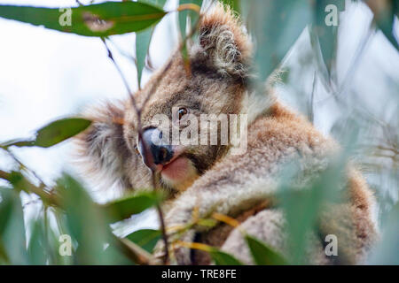 Koala, koala Bär (Phascolarctos cinereus), sitzend in einem eucalytus Baum, Australien, Victoria, Great Otway National Park Stockfoto