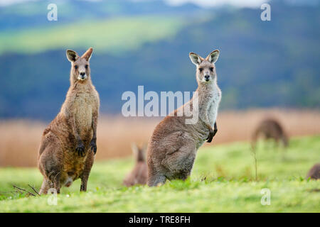 Eastern Grey Kangaroo, Eastern Grey Kangaroo, grossen Grauen Kängurus, forester Kangaroo (Macropus giganteus), zwei Weibchen, Australien, Victoria, Great Otway National Park Stockfoto
