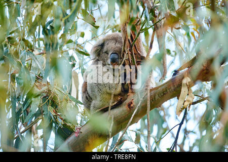 Koala, koala Bär (Phascolarctos cinereus), in einem Eukalyptusbaum, Australien, Victoria ruhend, Great Otway National Park Stockfoto