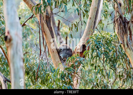 Koala, koala Bär (Phascolarctos cinereus), schlafen in einem Eukalyptusbaum, Seitenansicht, Australien, Victoria, Great Otway National Park Stockfoto