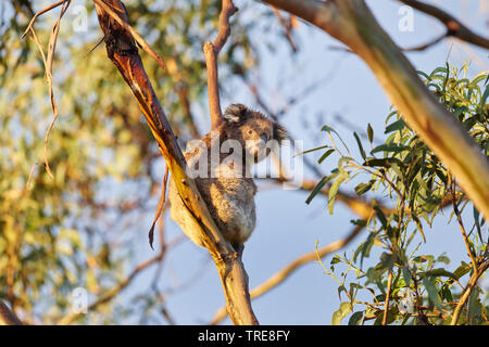 Koala, koala Bär (Phascolarctos cinereus), sitzend in einem eucalytus Baum, Australien, Victoria, Great Otway National Park Stockfoto