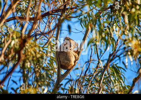 Koala, koala Bär (Phascolarctos cinereus), sitzend in einem eucalytus Baum, Australien, Victoria, Great Otway National Park Stockfoto