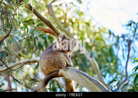 Koala, koala Bär (Phascolarctos cinereus), sitzend in einem eucalytus Baum, Australien, Victoria, Great Otway National Park Stockfoto