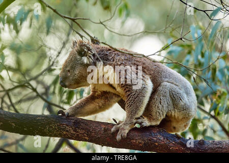 Koala, koala Bär (Phascolarctos cinereus), climping in einem eucalytus Baum, Seitenansicht, Australien, Victoria, Great Otway National Park Stockfoto