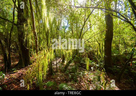 Wald in der Great Otway National Park im Frühling, Australien, Victoria, Great Otway National Park Stockfoto